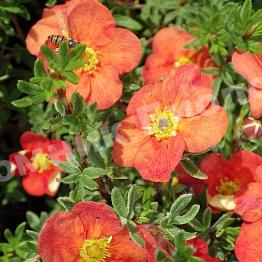 Лапчатка Кустарниковая Ред Джокер