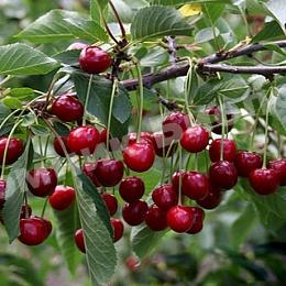 Вишня Грониаста з Уйфехерто