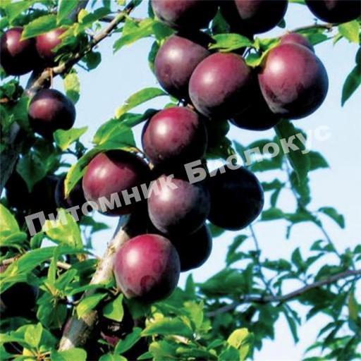 Абрикос Черный Бархат