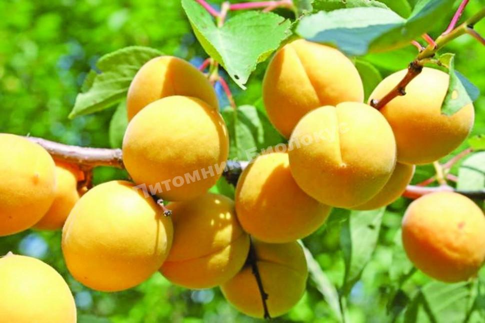 Абрикос Челябинский ранний