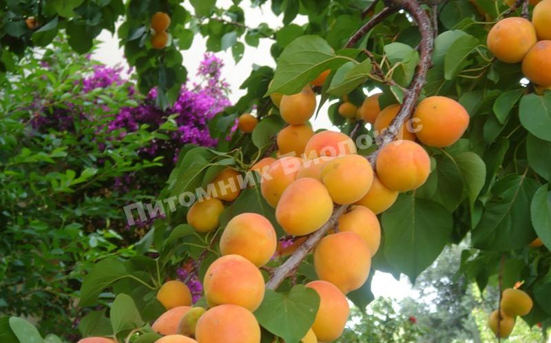 Абрикос Чемпион Севера