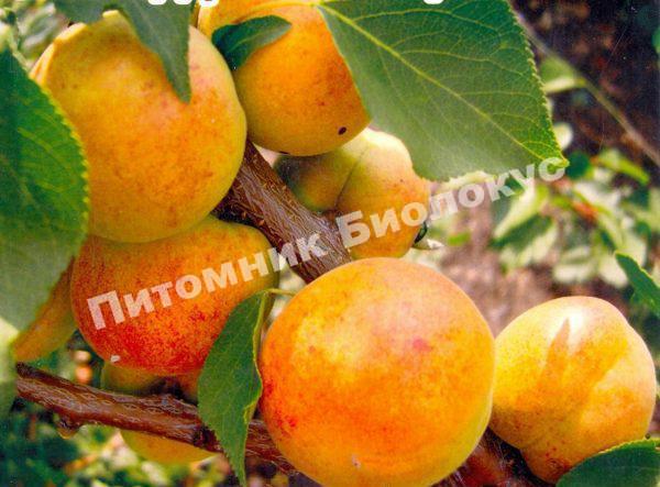 Абрикос Фаворит