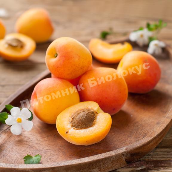 Абрикос Надежда