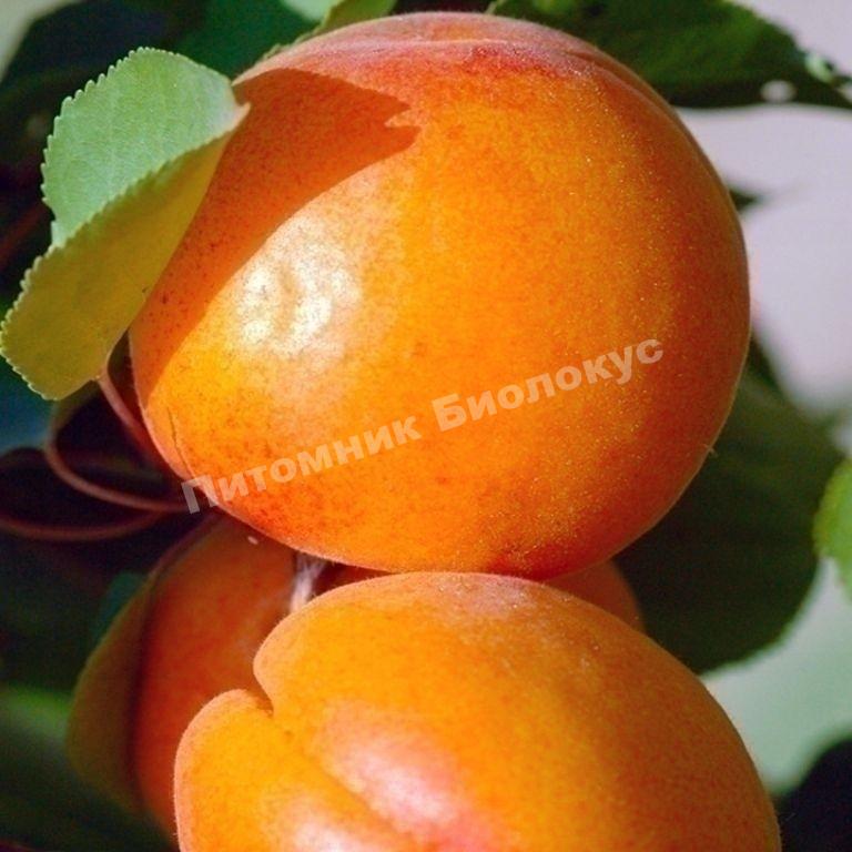 Абрикос Наслаждение