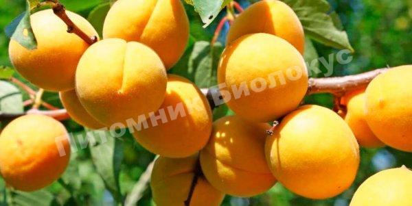 Абрикос Олимп