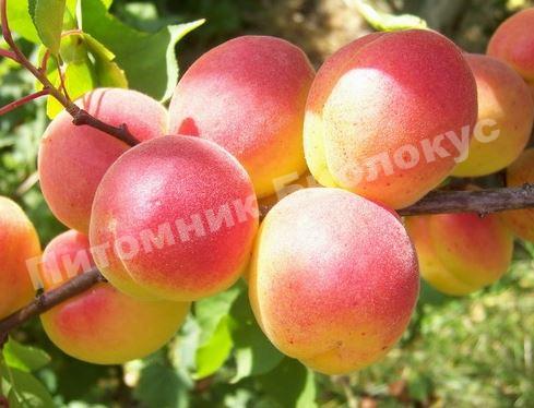 Абрикос Орфей