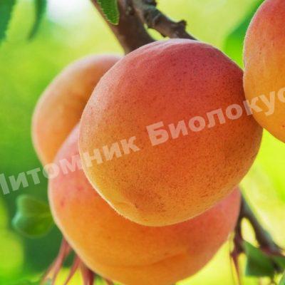 Абрикос Память Лойко