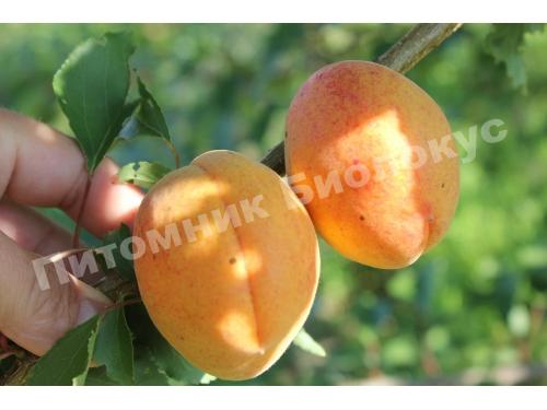 Абрикос Парнас