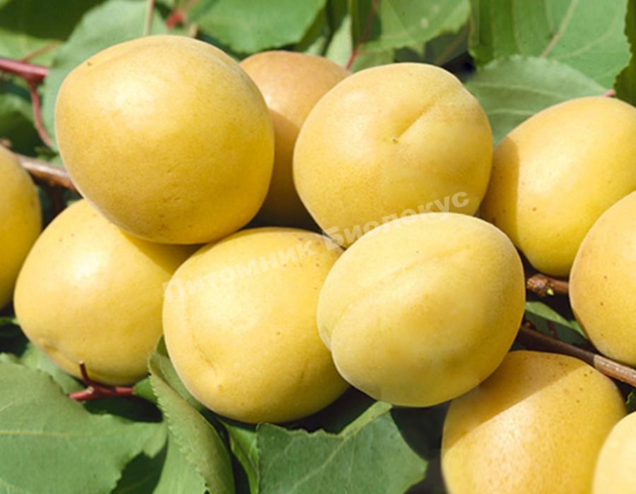 Абрикос Пересорт