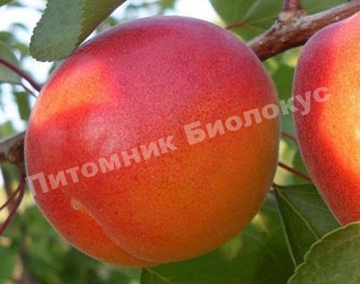 Абрикос Перла
