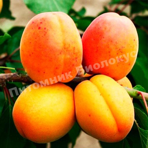 Абрикос Петит Мускат