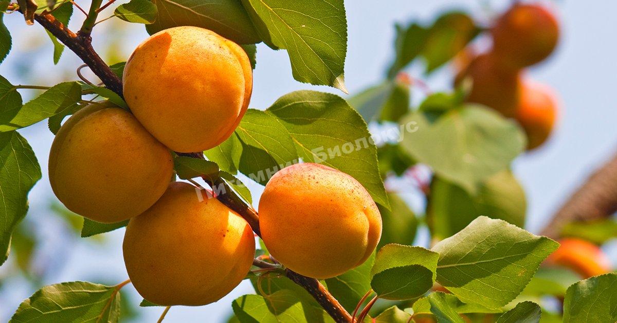 Абрикос Петр Комаров