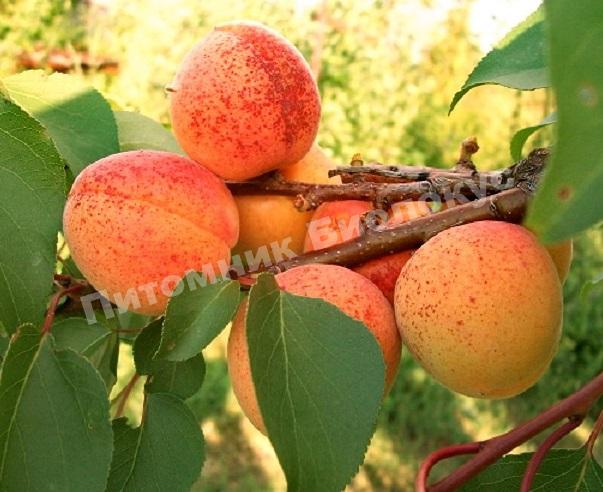 Абрикос Пикантный