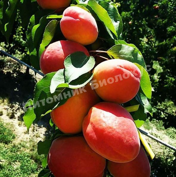 Абрикос Пинкот