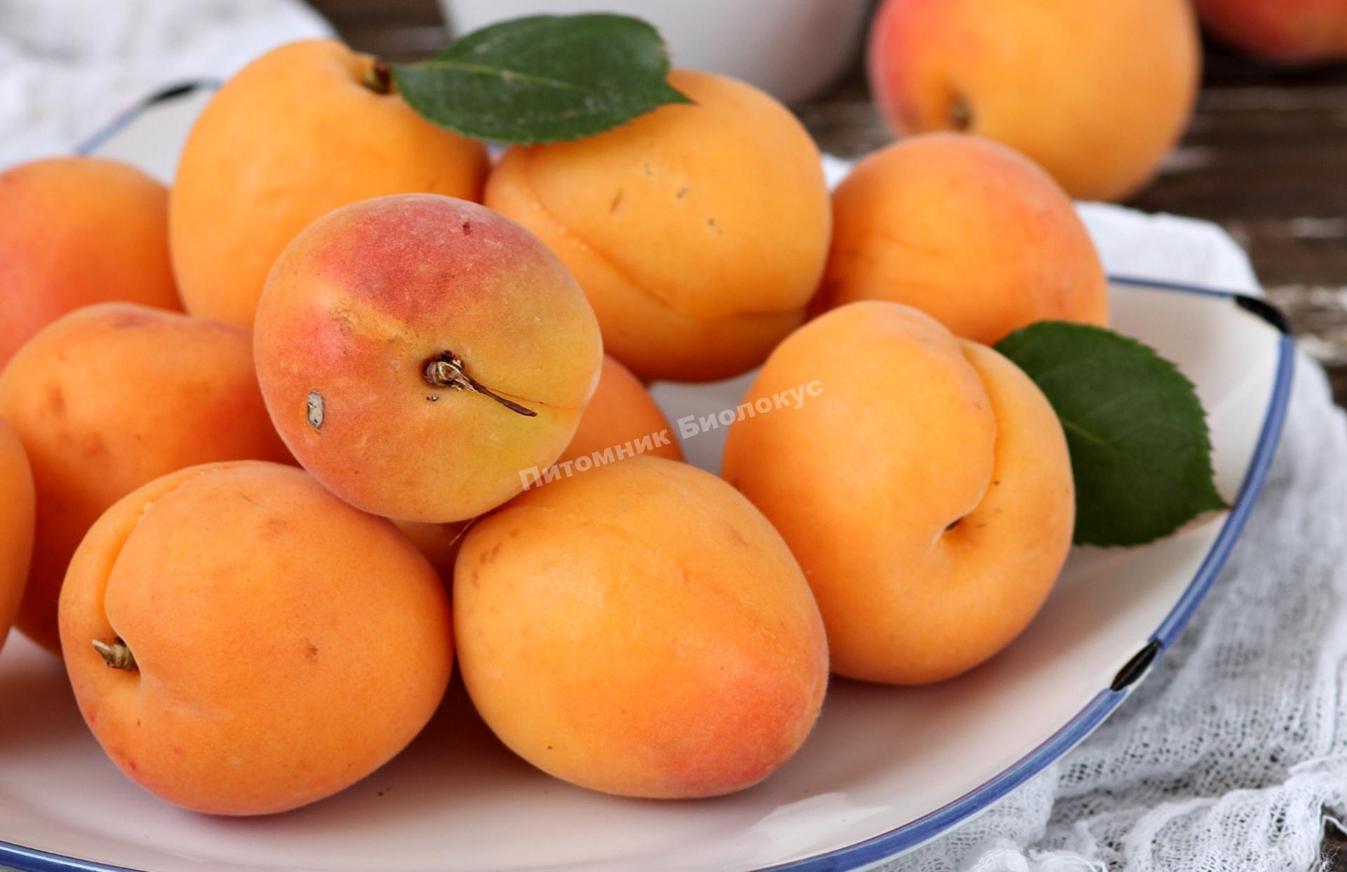 Абрикос Писана