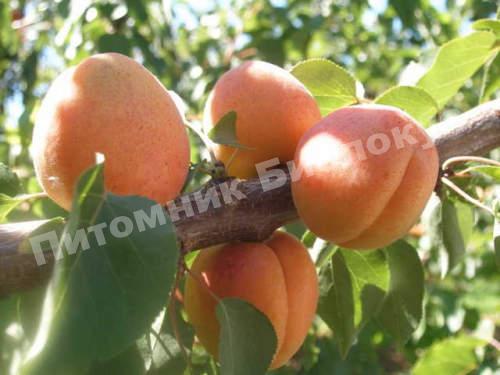 Абрикос Полиплоид
