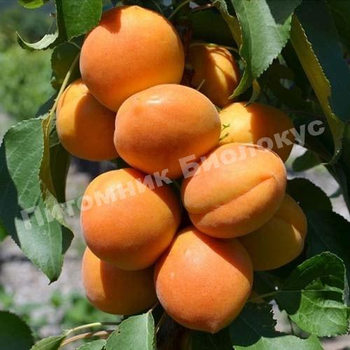 Абрикос Претендент