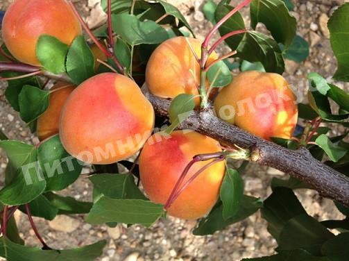 Абрикос Приабель