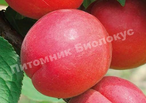 Абрикос Приция