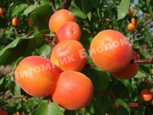 Абрикос Примая
