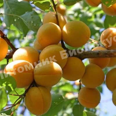 Абрикос Раннее солнышко