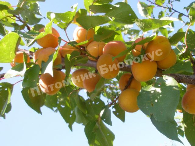 Абрикос Ранний Марусича