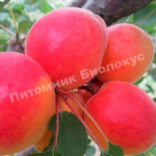 Абрикос Ред Тардив