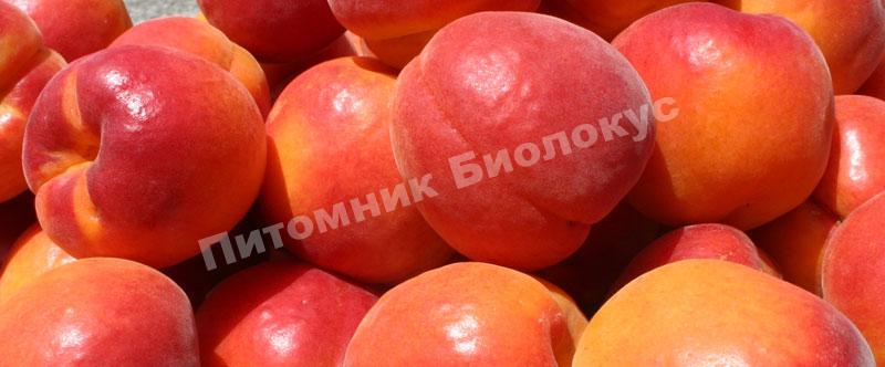 Абрикос Робада