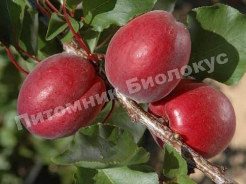 Абрикос Рубиста