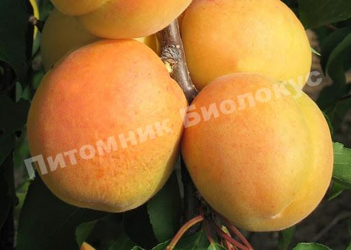 Абрикос Сандроп