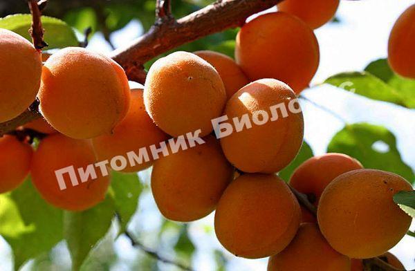 Абрикос Триумф Северный