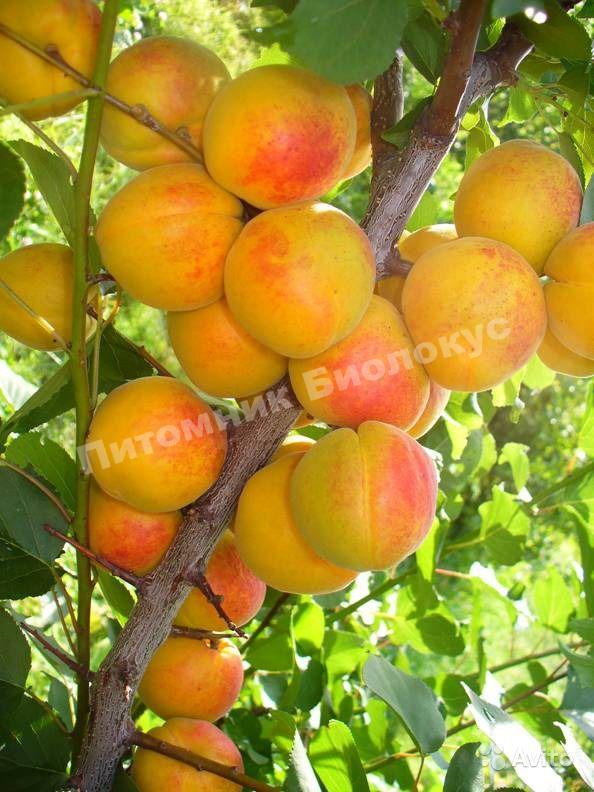 Абрикос Успех