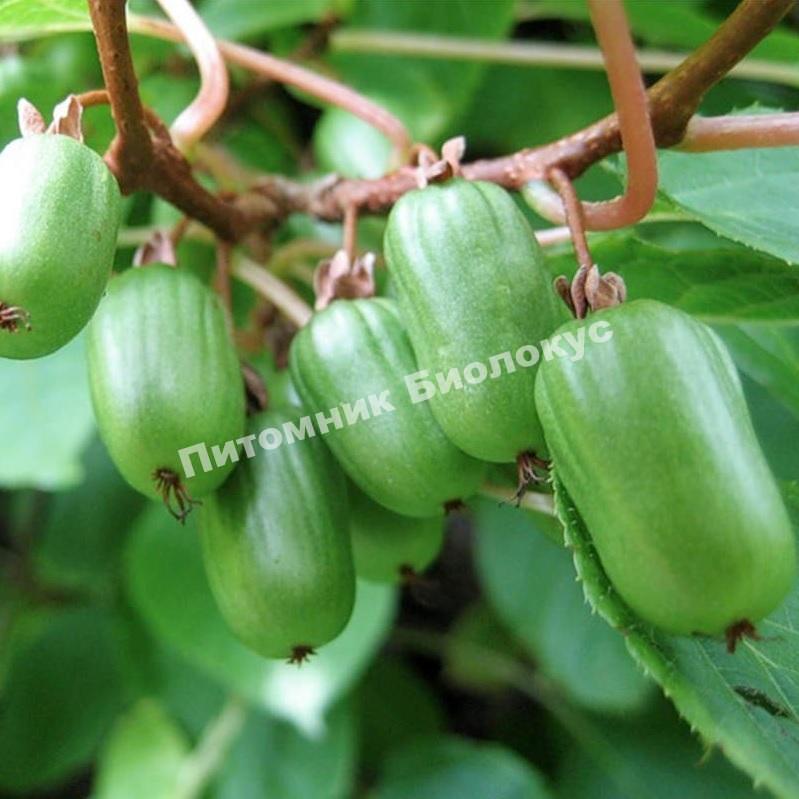 Актинидия коломикта Изобильная