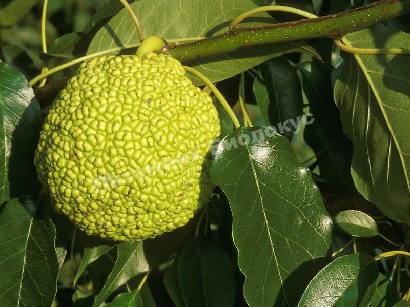 Адамово яблоко (маклюра) оранжевая