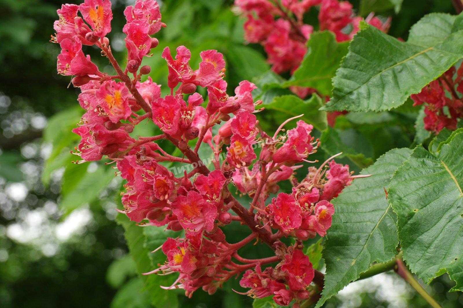 Каштан конский мясо-красный Маргината