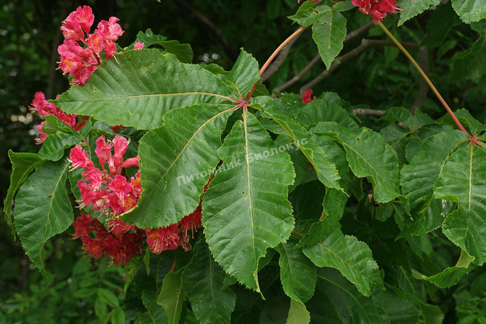 Каштан конский изменчивый Пендулифолия