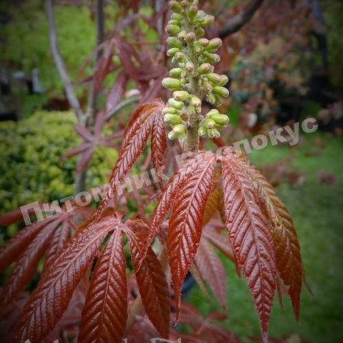 Каштан гладкий Эприл Вайн