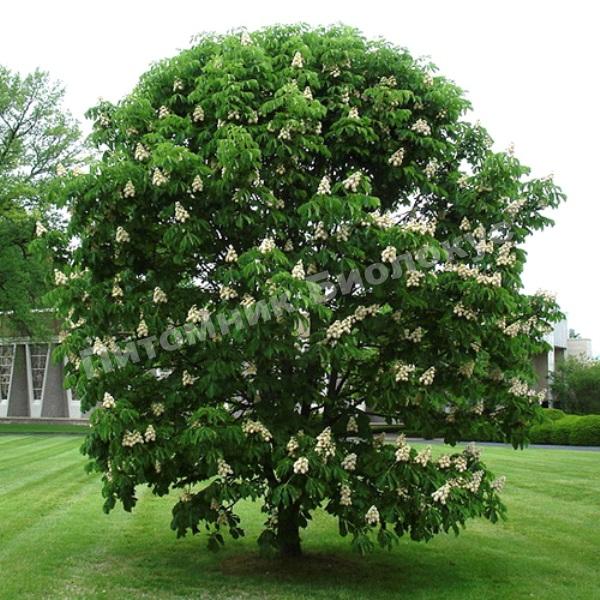 Каштан конский Бауманни