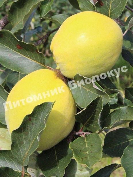 Айва лимонка