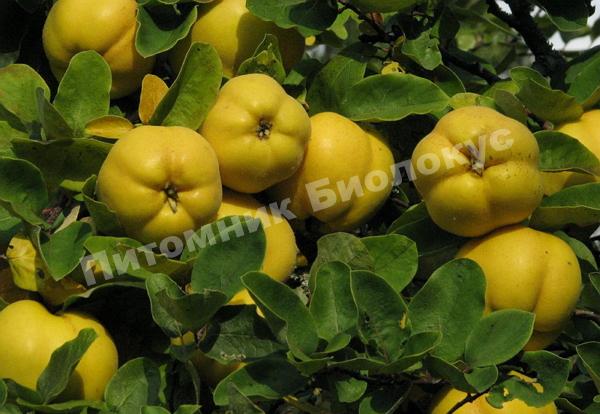 Айва анжерская мускатная