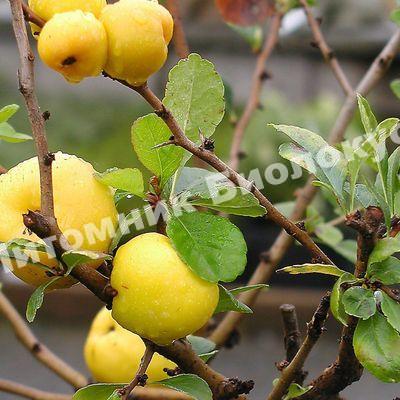 Айва обыкновенная Лесковака