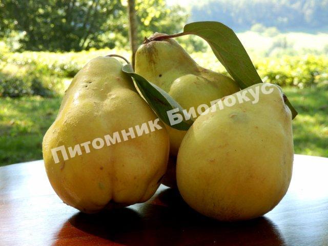 Айва Московская Сусова