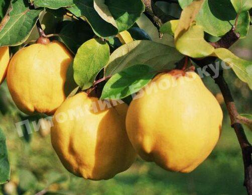 Айва Аврора