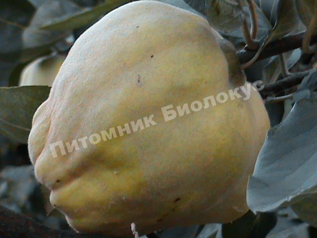 Айва Берецкая