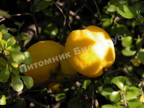 Айва Джет Трейл