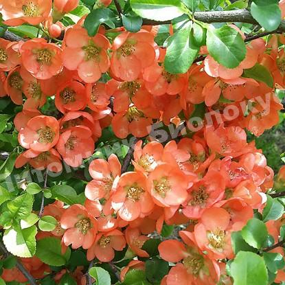 Айва Гранатовый Браслет