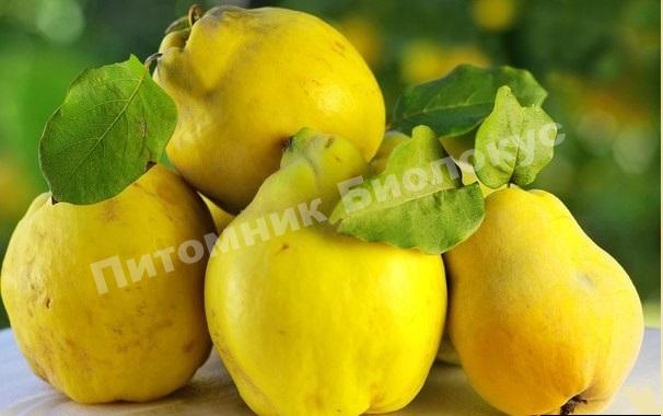 Айва Грушевидная