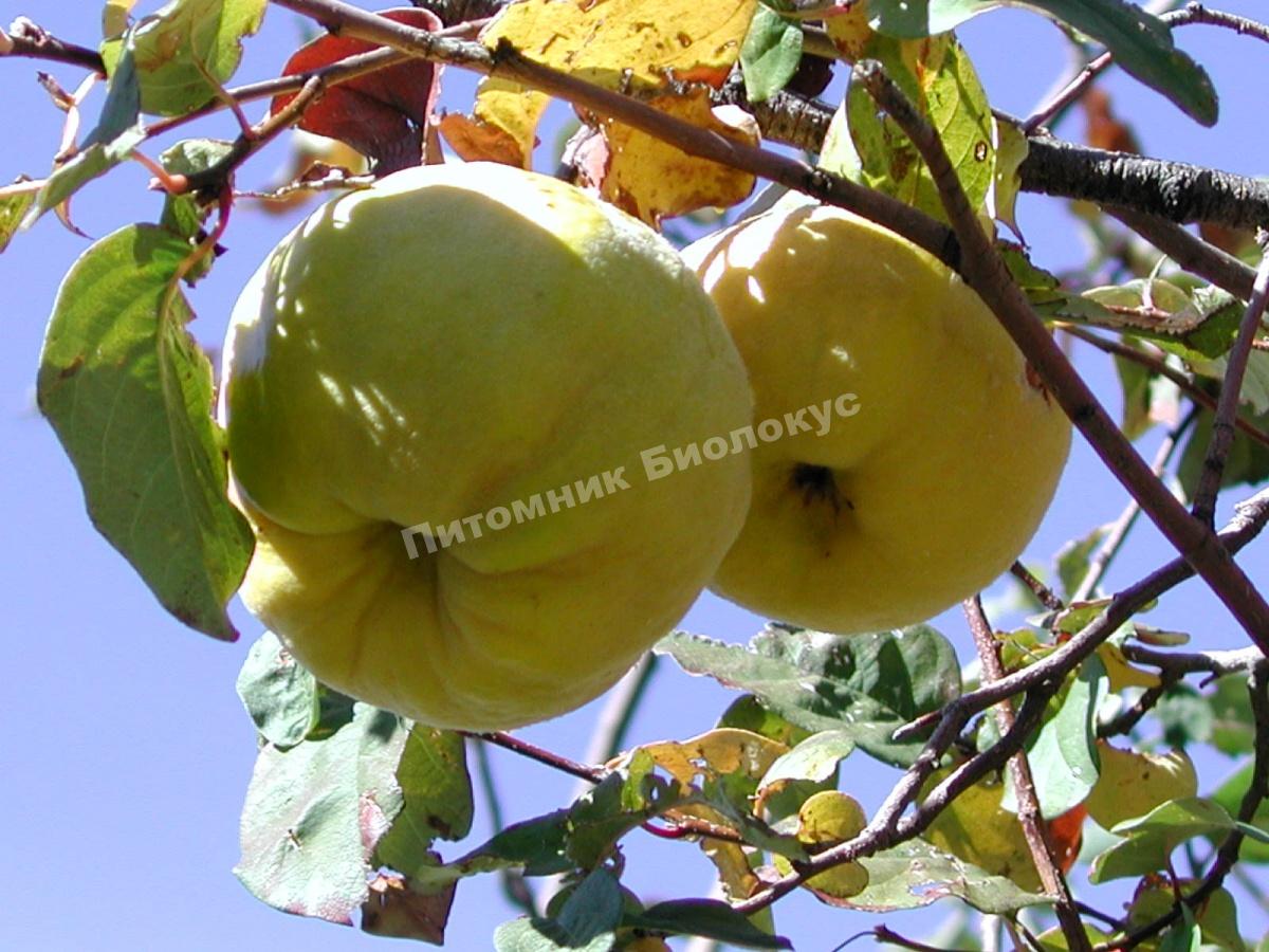 Айва Исполинская из Лесковаца