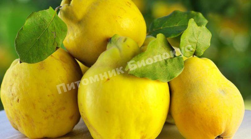 Айва Каунчи-10