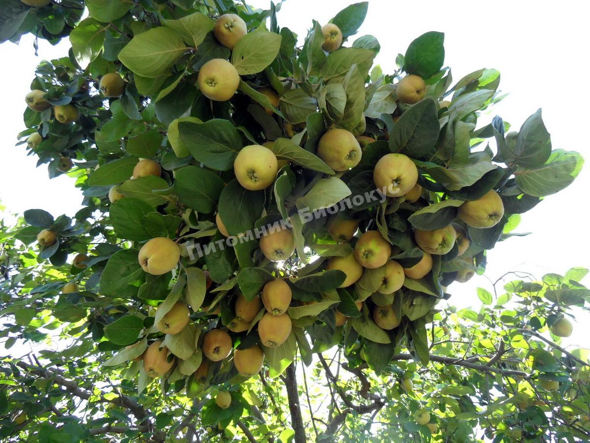 Айва Константинопольская яблочная
